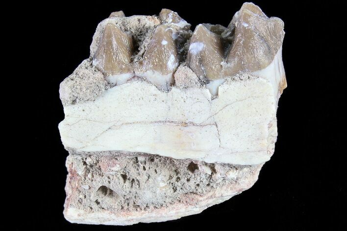 Oreodont Jaw Section With Teeth - South Dakota #82191